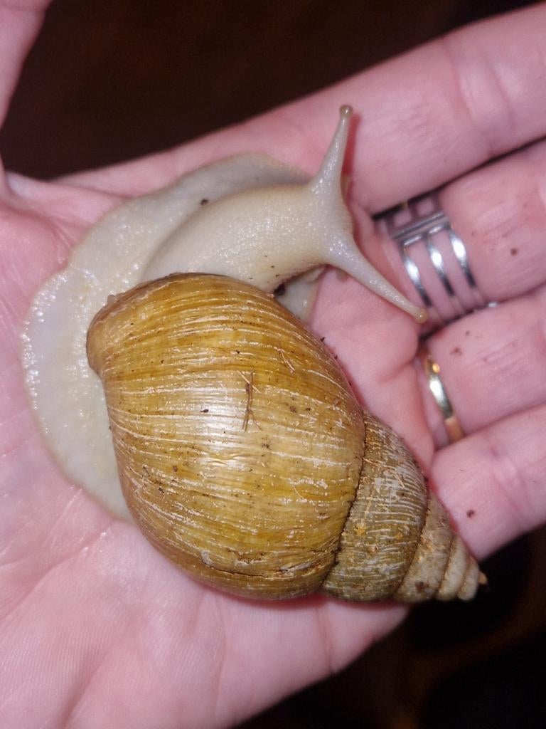 Afrikaanse reuzenslakken, Dieren en Toebehoren, Reptielen en Amfibieën, Overige soorten, 0 tot 2 jaar