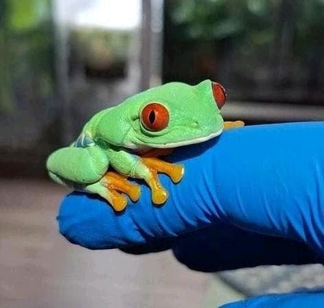 Agalychnis callidryas Roodoogmakikikker Babies 0.0.X Frog - unknown for sale from K.W.T.