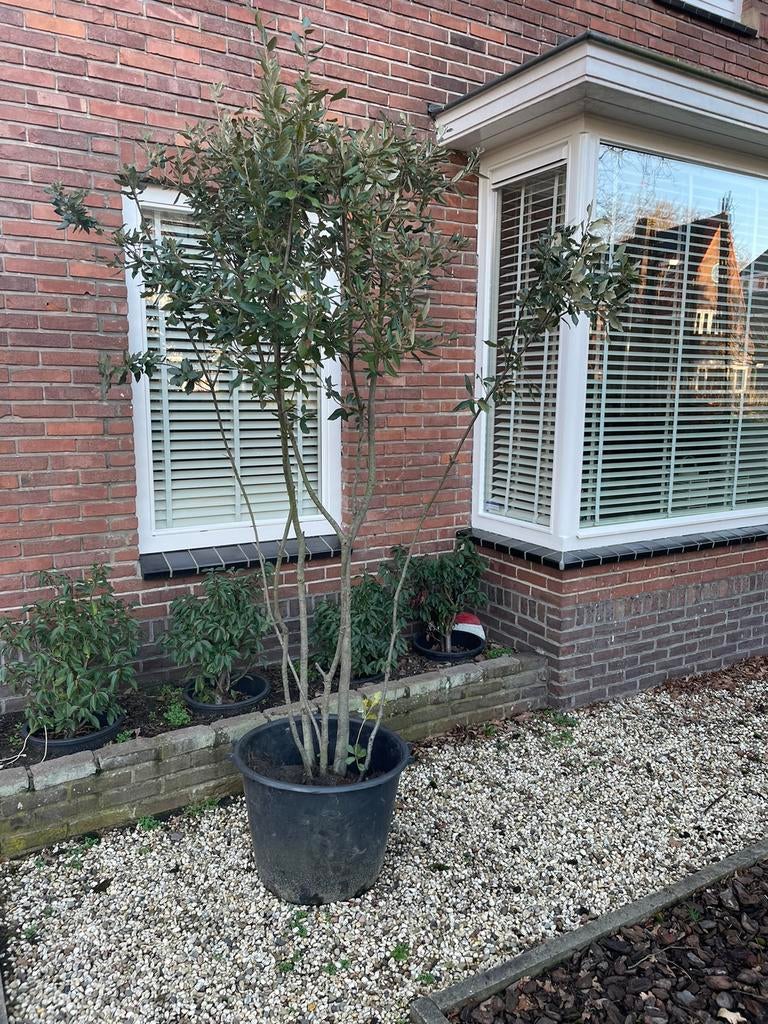 1 x Zware meerstammige Steeneik (Quercus ilex) in pot, Bloeit niet, Overige soorten, 100 tot 250 cm, Ophalen