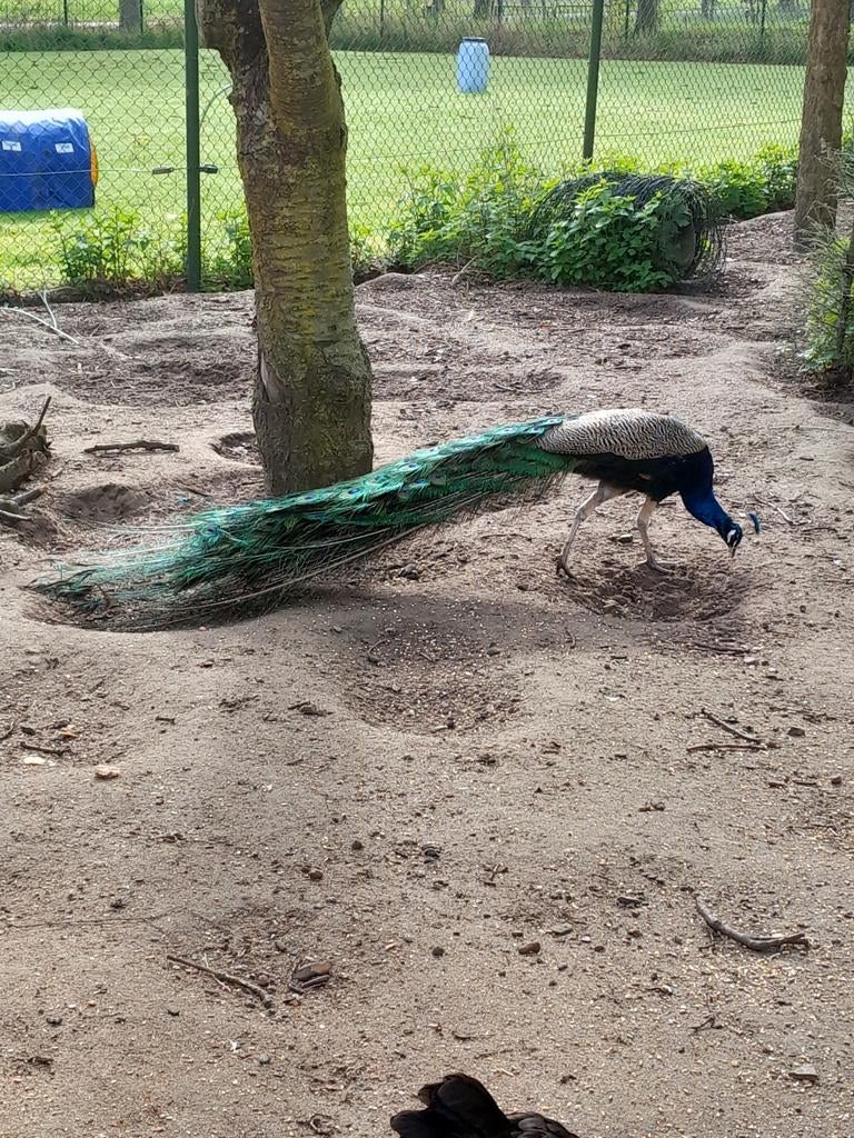 Pauwen haan, Dieren en Toebehoren, Pluimvee, Mannelijk, Overige soorten