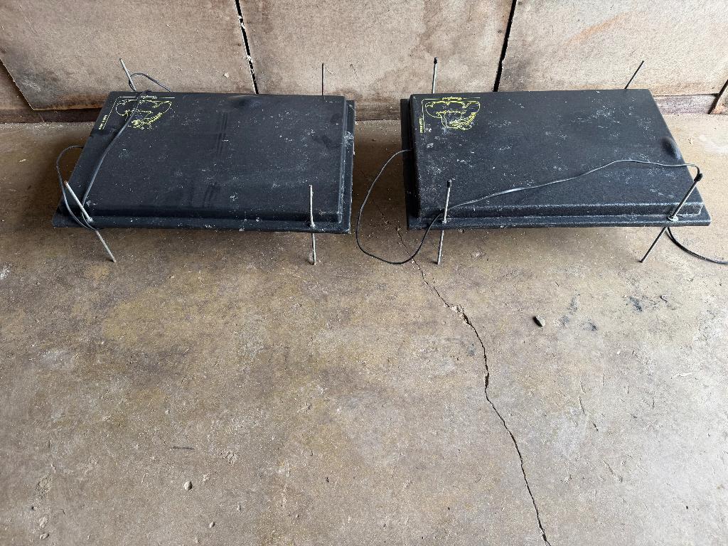 Pluimvee, Dieren en Toebehoren, Pluimvee, Vrouwelijk, Kip