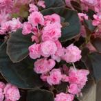op zoek naar de Begonia semperflorens Doublet Pink/red, Ophalen, Overige soorten, Halfschaduw, Minder dan 100 cm