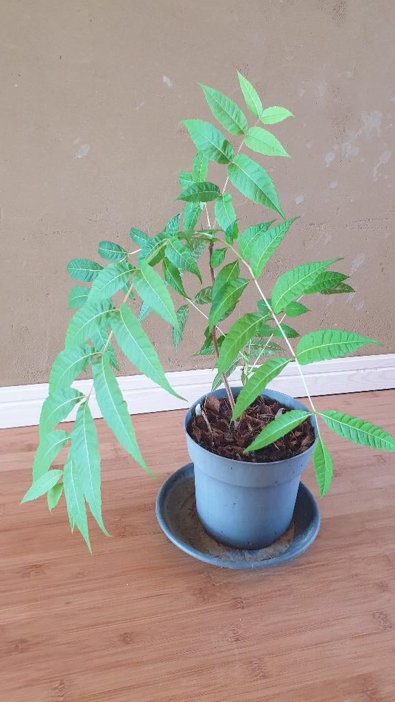Toona sinensis (Maggiboom), Tuin en Terras, Planten | Bomen, Overige soorten, Minder dan 100 cm, Zomer, Ophalen
