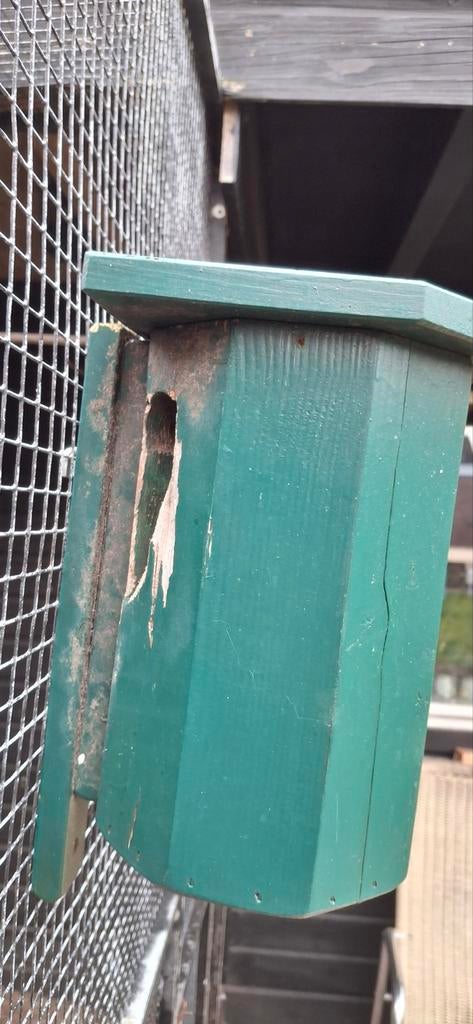 Nestkast boomklever, Vrouwelijk