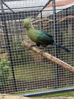 Shalowie toerako, Mannelijk, Tropenvogel, Tam