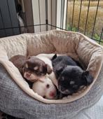 Chihuahua pups, Dieren en Toebehoren, 8 tot 15 weken, Meerdere, Meerdere dieren, Chihuahua