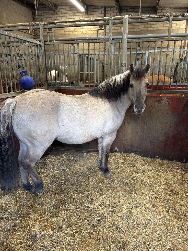 Stalmedewerker m/v, Verzorging of Verzorgpony's