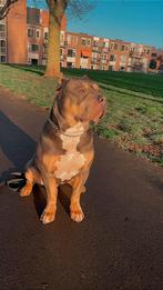 American bully xl dekreu, Dieren en Toebehoren, Reu, Parvo, Eén hond, 3 tot 5 jaar