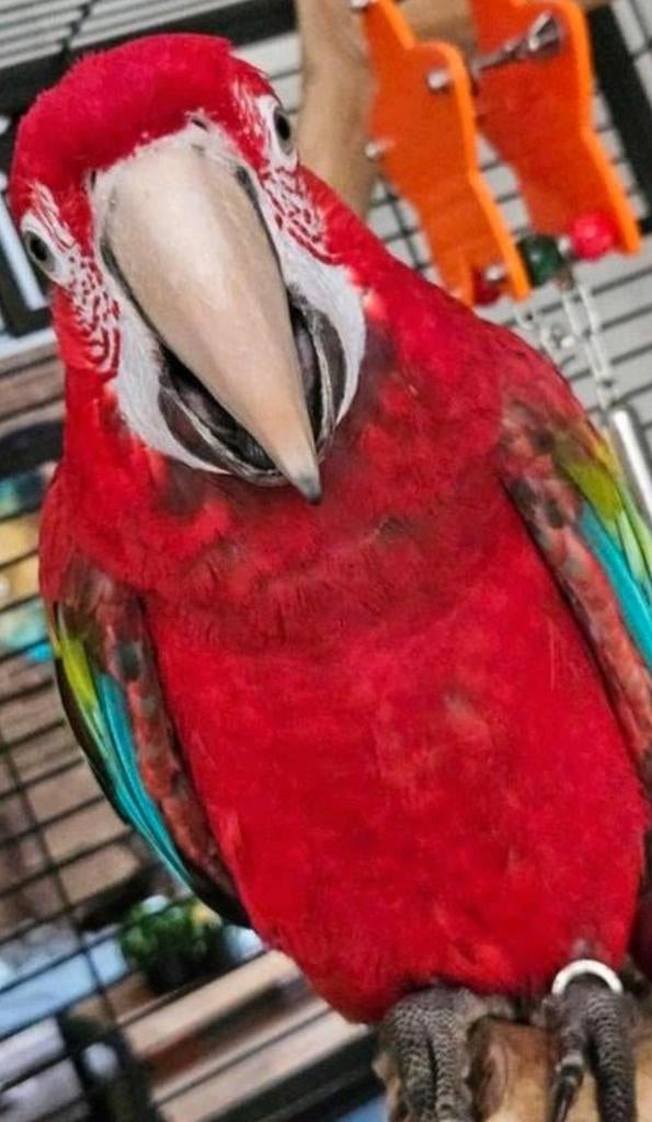 Groenvleugel ara papegaai man 1,5 jaar, Dieren en Toebehoren, Vogels | Parkieten en Papegaaien, Mannelijk, Papegaai