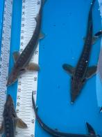 18 steuren rond 40 cm, Steur