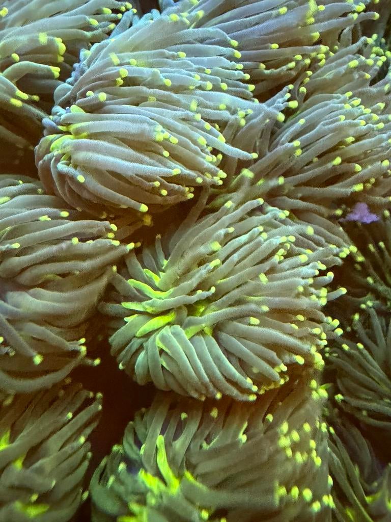 Zeeaquarium Euphyllia Glabrescens Groen met gele tips, Dieren en Toebehoren, Ophalen of Verzenden, Nieuw, Gevuld zeewateraquarium
