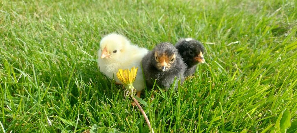 Kuikens Wyandotte Columbia kriel, Dieren en Toebehoren, Pluimvee, Geslacht onbekend, Kip