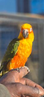 Zonparkiet x yendayaparkiet, Vrouwelijk, Papegaai, Tam