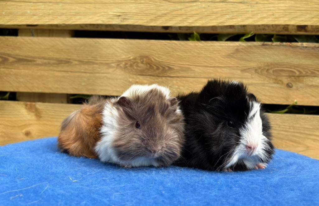 Mooie jonge Peruvian Cavia’s, Dieren en Toebehoren, Knaagdieren, Mannelijk, Cavia, Maart, Tam