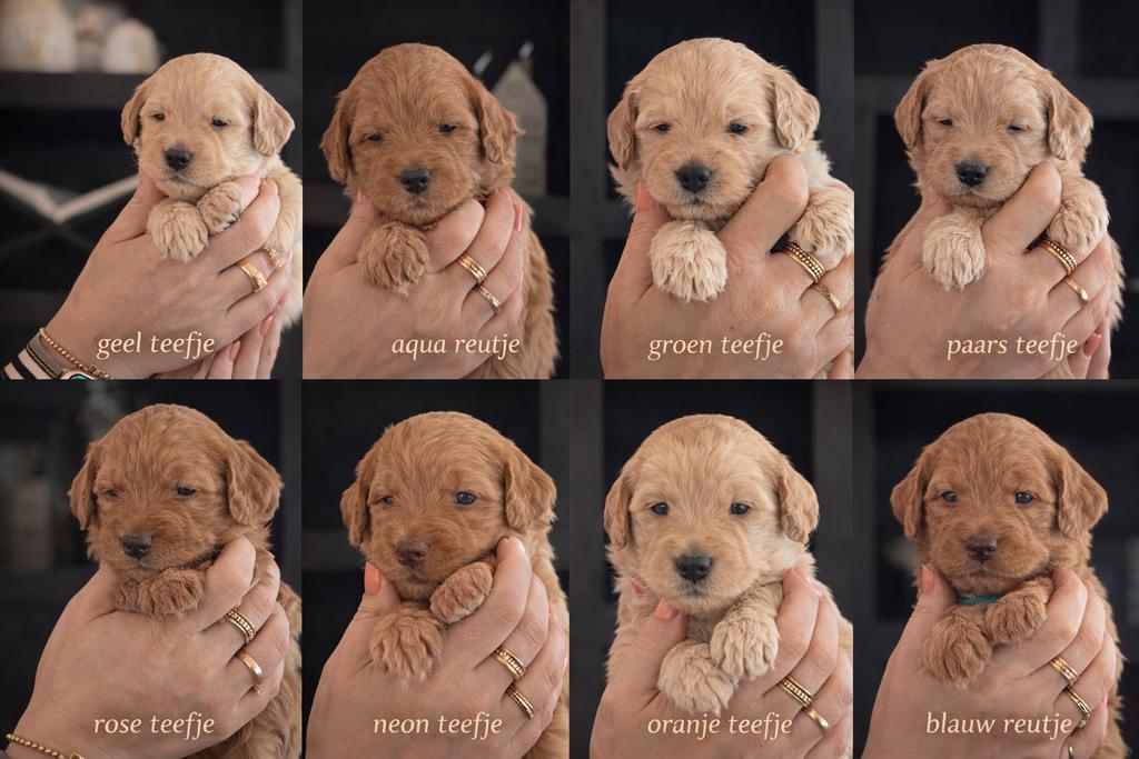 Prachtig nestje Australian Labradoodle,s, 8 tot 15 weken, Parvo, Meerdere, Meerdere dieren