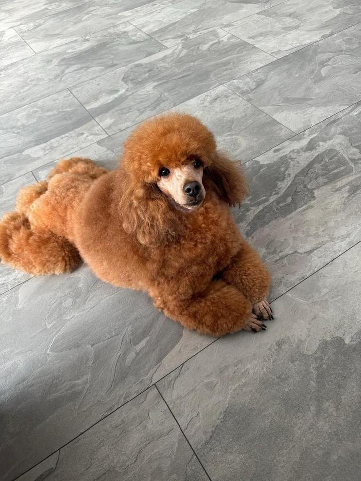 Toypoedel abricot met stamboom, Dieren en Toebehoren, Honden | Chihuahua's en Gezelschapshonden, Reu, Poedel, Particulier, Eén hond