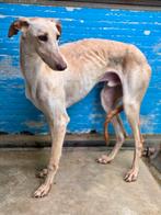 ACE: Zircon heeft tijd en aandacht nodig van zijn baasje!, Dieren en Toebehoren, Particulier, Reu, Galgo, 1 tot 2 jaar