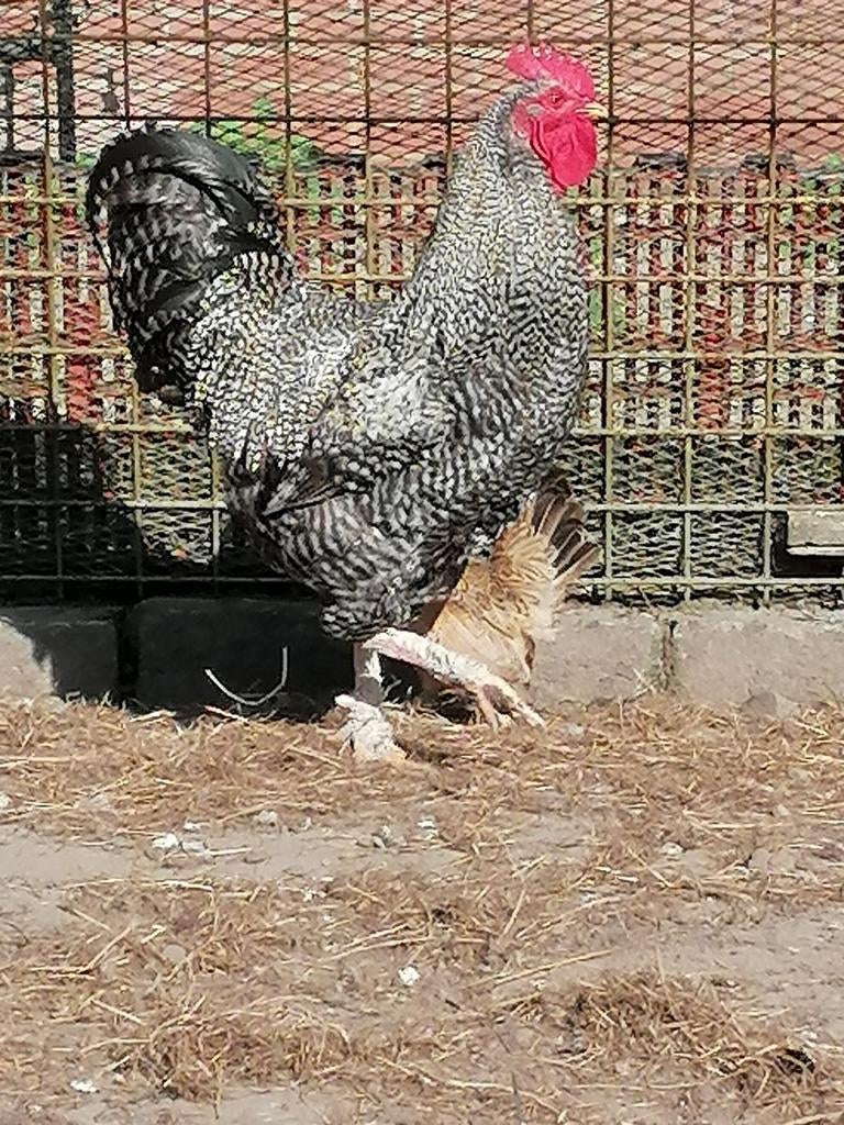 Amrok / Barnevelder haan, Dieren en Toebehoren, Mannelijk, Kip