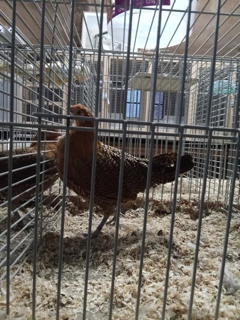1-3 Friese goudpel groot., Meerdere dieren, Kip