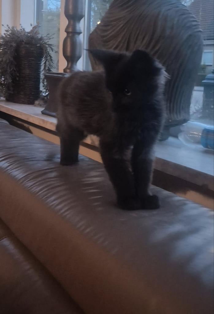 Mainecoon kittens kater maine coon, Dieren en Toebehoren, Katten en Kittens | Raskatten | Langhaar, Meerdere dieren, Met stamboom