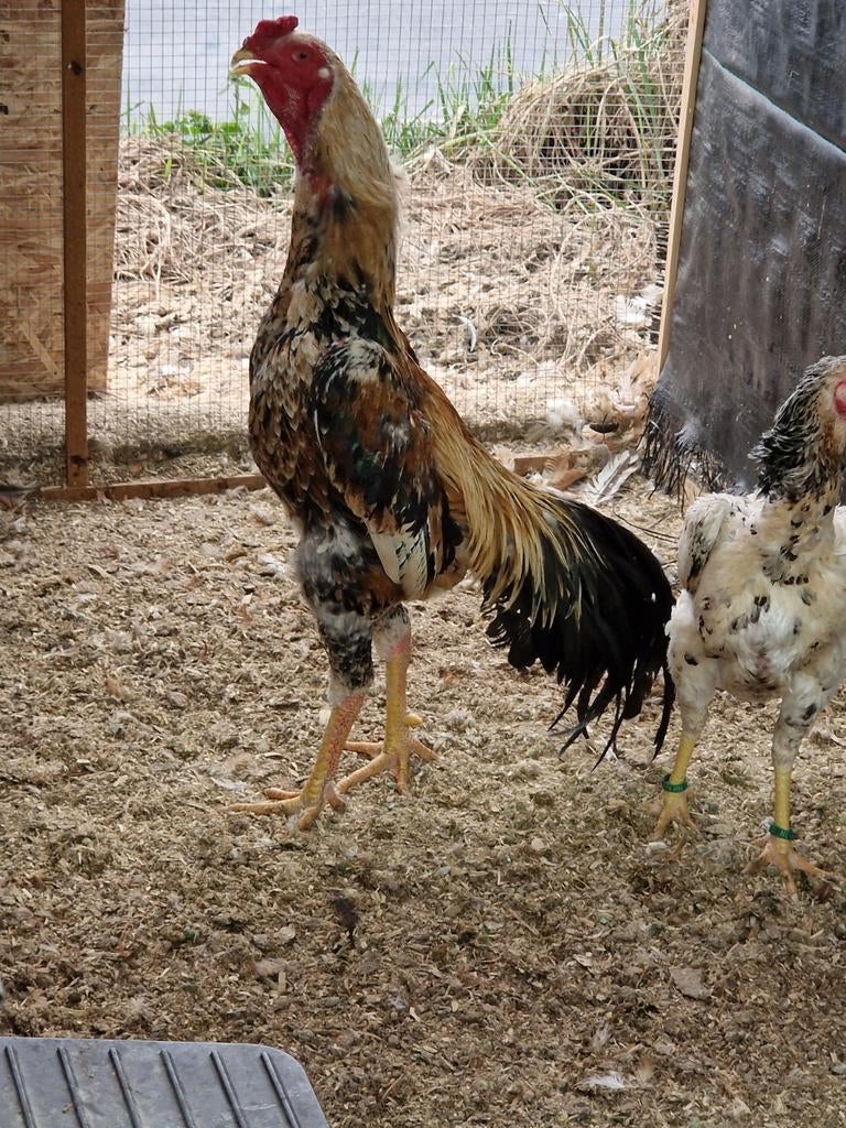 Shamo te koop, Dieren en Toebehoren, Pluimvee, Kip, Mannelijk