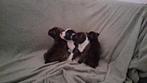 Engelse stafford pups geboren, Overige rassen, 8 tot 15 weken, Meerdere, Meerdere dieren