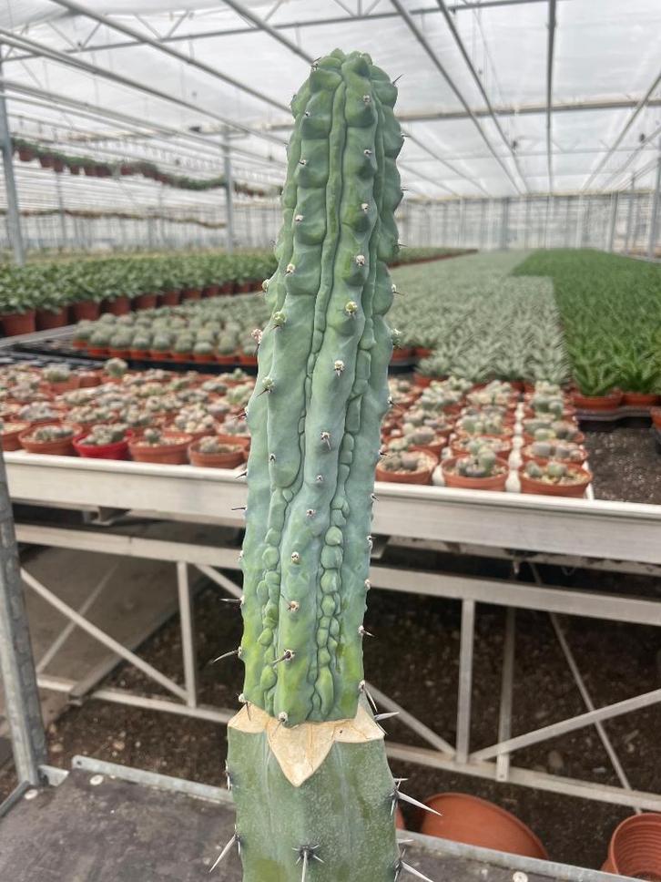 Cactus Myrtillocactus Geometrizans CV Grecas potmaat 25cm, Huis en Inrichting, Kamerplanten, Cactus, Minder dan 100 cm, Bloeiende kamerplant