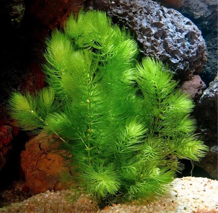 Hoornblad., Dieren en Toebehoren, Vissen | Aquariumvissen, Vis