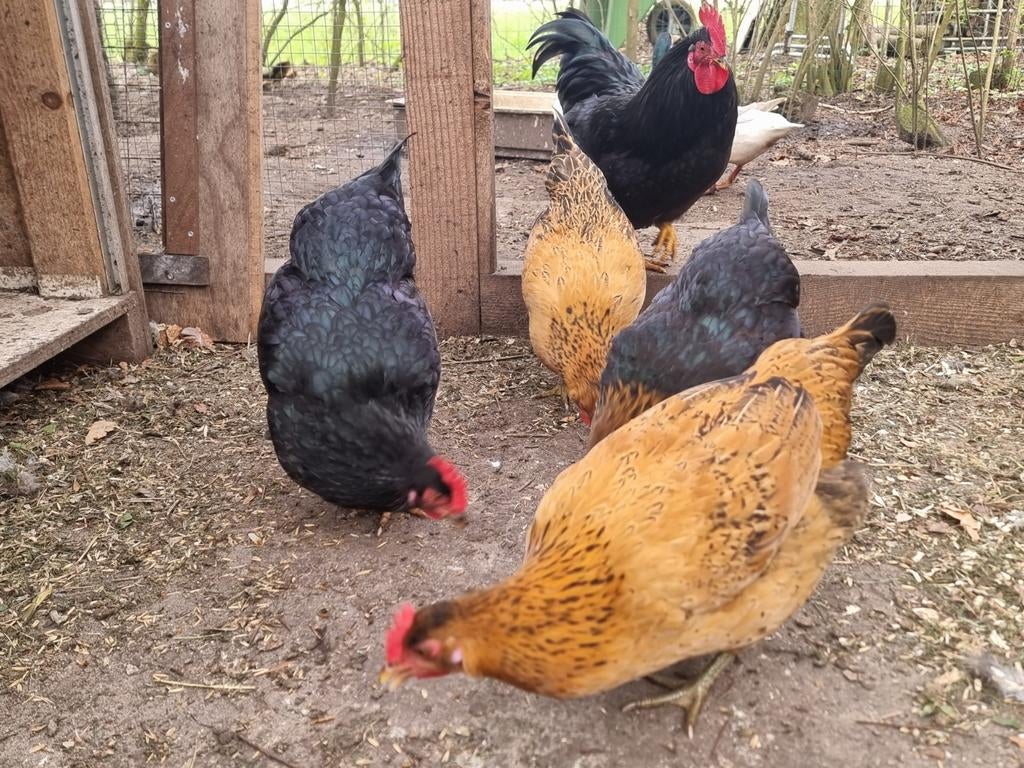 Hennen, haan, zwarte nera, australorp?, Dieren en Toebehoren, Pluimvee, Meerdere dieren, Kip