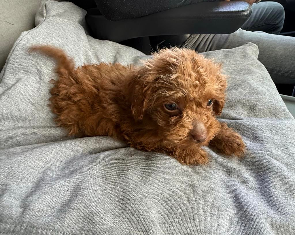 Reutje mini maltipoo, Parvo, 8 tot 15 weken, Eén hond, Nederland