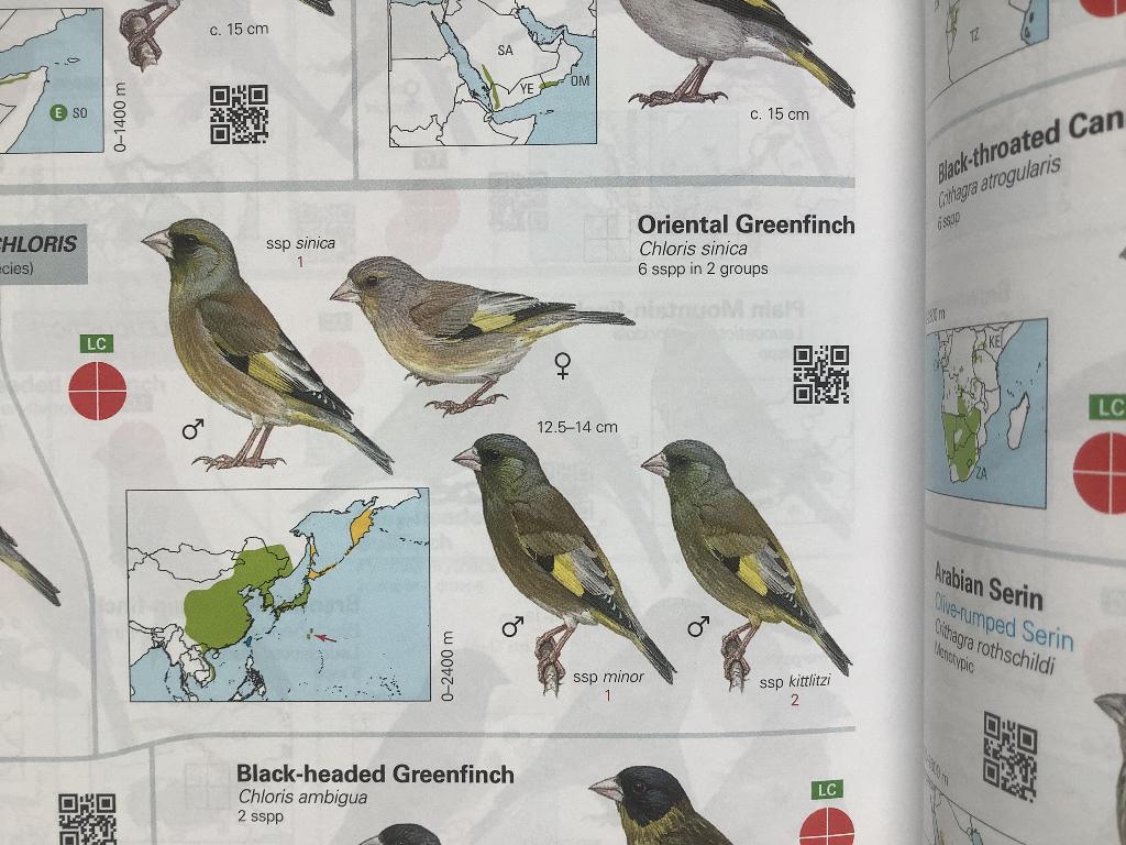 Chinese groenlingen, Meerdere dieren, Wildzangvogel, Tam