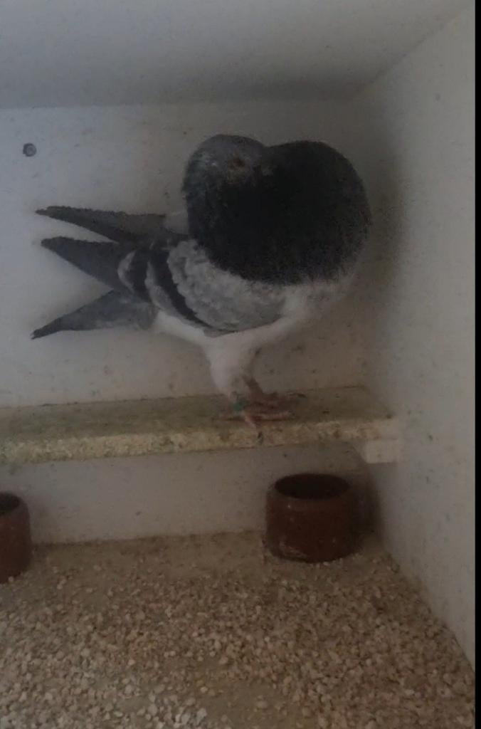 Grijs hol duifje, Dieren en Toebehoren, Vrouwelijk, Kropper