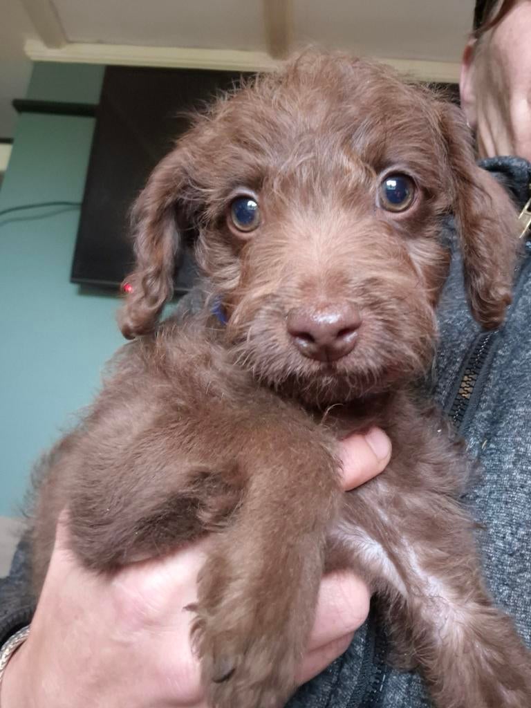 Te koop kruising American hairless terrier X toypoedel, Parvo, 8 tot 15 weken, Eén hond, Nederland