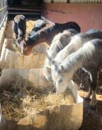 Welsh pony’s, Dieren en Toebehoren, Pony's, Met stamboom, Dressuurpony, Niet van toepassing, Hengst