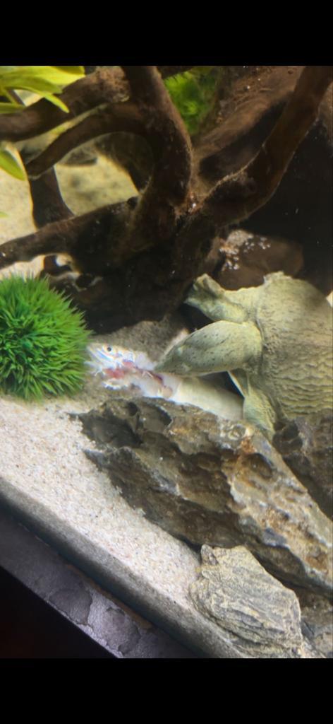 Chinese drieklauw schildpad Turtle - unknown for sale from Eline Geerlings