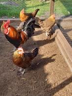 Broedeieren Drentse patrijs kriel, Dieren en Toebehoren