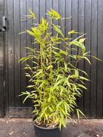 Phyllostachys aurea ca 80cm gouden bamboe, Ophalen, Bloeit niet, Overige soorten, Halfschaduw