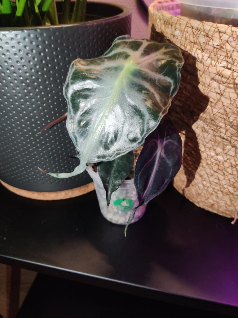 Alocasia Venom in hydrocultuur (pon) met corm, Ophalen of Verzenden, Overige soorten, Halfschaduw