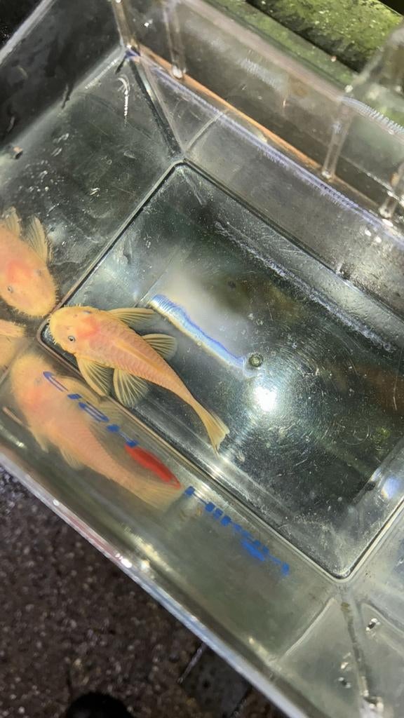 Ancistrus Lemon BE L144 Man - Locatie Munsterbilzen, Dieren en Toebehoren, Vis, Zoetwatervis, Schoolvis