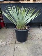 Yucca Rostrata, Ophalen of Verzenden, Overige soorten, Volle zon