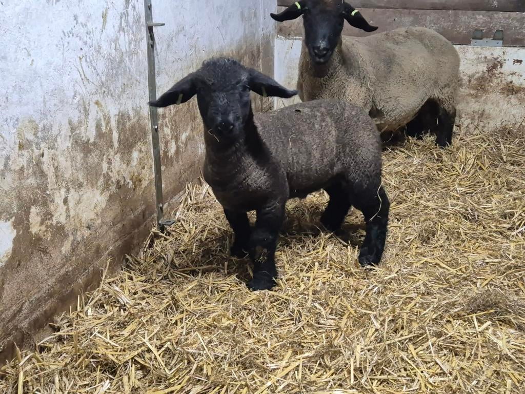 Suffolk ram, Mannelijk, Schaap, 0 tot 2 jaar