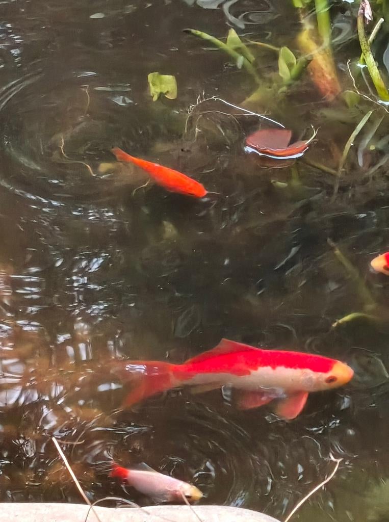 Goudvissen Shubunkin, Dieren en Toebehoren, Goudvis(sen)