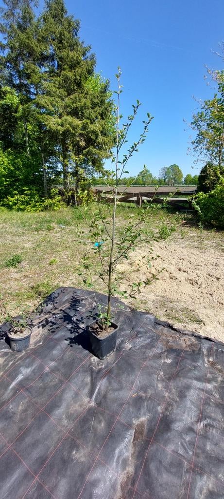 Zwarte Els boom - Mooi boompje van ruim 2 meter, Tuin en Terras, Planten | Bomen, Overige soorten, Lente, 100 tot 250 cm, Ophalen