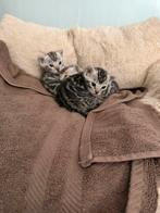 Bengaal kittens te koop, Dieren en Toebehoren, Meerdere dieren, Met stamboom