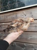 Krulveer haan 16 weken oud, Dieren en Toebehoren, Mannelijk, Kip