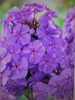 Phlox paniculata, Volle zon, Vaste plant, Zomer, Ophalen