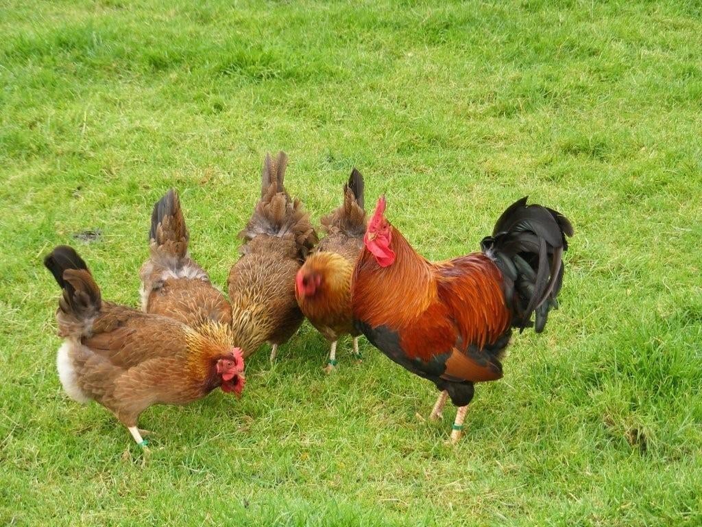 Welsumer kriel kippen | Goede leggers | Kleine kippen, Meerdere dieren, Kip