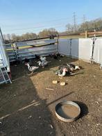 Muskus eenden en hanne te koop 0653529208, Dieren en Toebehoren, Meerdere dieren, Eend