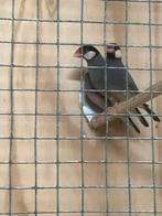 Rijstvogeld, Meerdere dieren