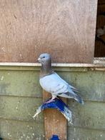 Syrische duiven, Vrouwelijk, Overige soorten